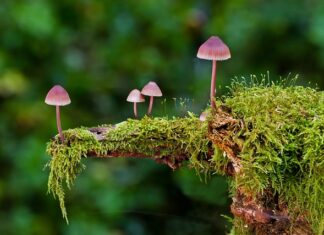 Jakie są rodzaje wskaźników?