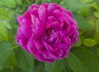 Ile pracodawca płaci ZUS za pracownika niepełnosprawnego? Ile pracodawca płaci ZUS za pracownika niepełnosprawnego?