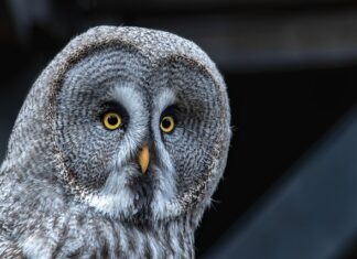 Czy certyfikaty coś dają?