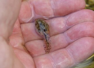 Ile trwa aklimatyzacja w przedszkolu?