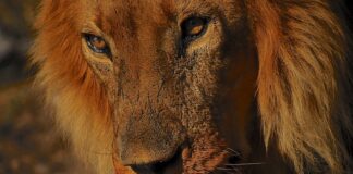 Jakie są rodzaje doboru naturalnego?