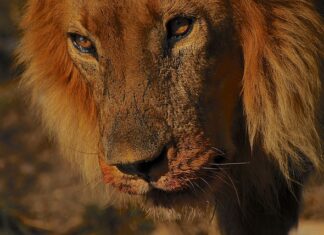 Jakie są rodzaje doboru naturalnego? Jakie są rodzaje doboru naturalnego?