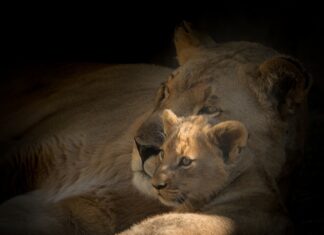 Ile kosztuje jedna obligacja?